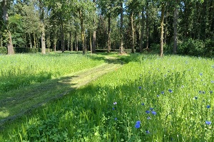 Sfeerbeeld natuurdeel begraafplaats Harten